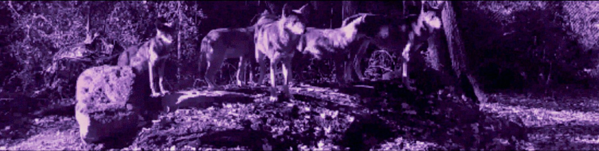 Alan Michelson Wolf Nation (2018)
